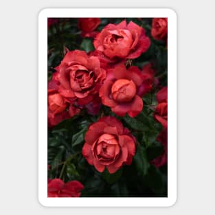 Dark Red Roses and Raindrops in Summer Garden Sticker